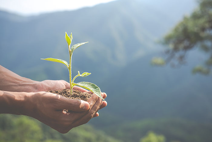 Treedom Projekt für Nachhaltigkeit